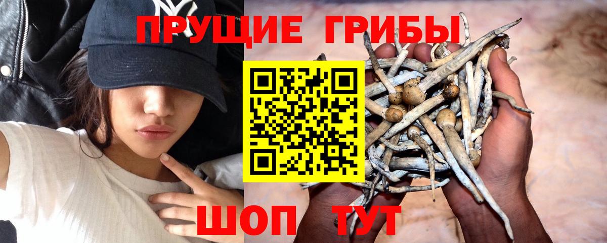 Галлюциногенные грибы Psilocybine cubensis Бахчисарай